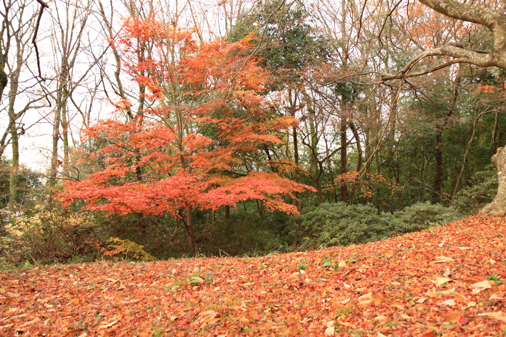 なごりの紅葉