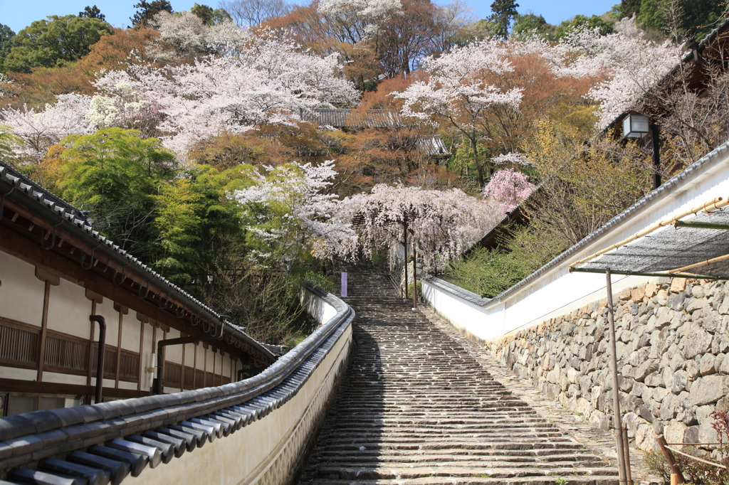 参道の桜