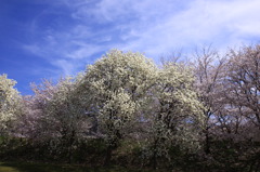 花の乱舞