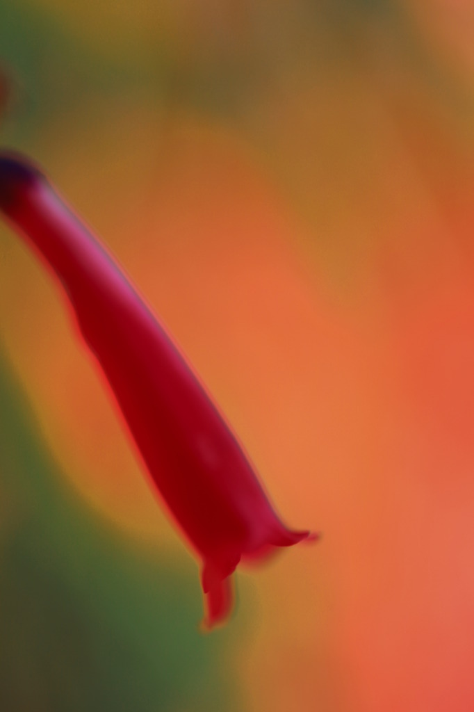 ケボンピの花