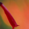 ケボンピの花
