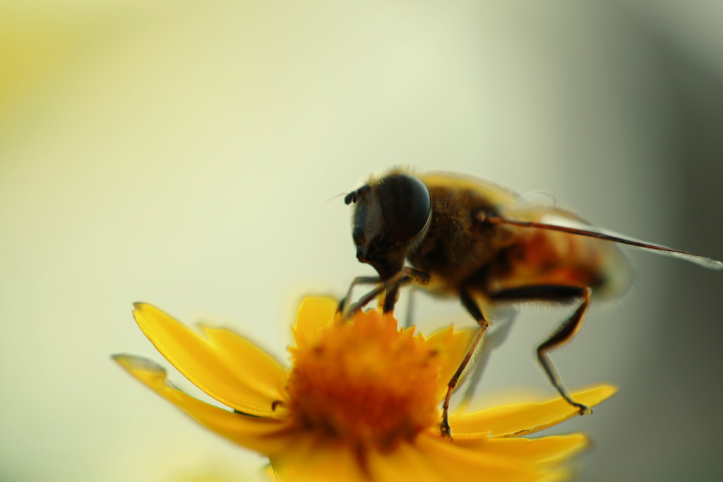 ミツバチのようなものと花のようなもの