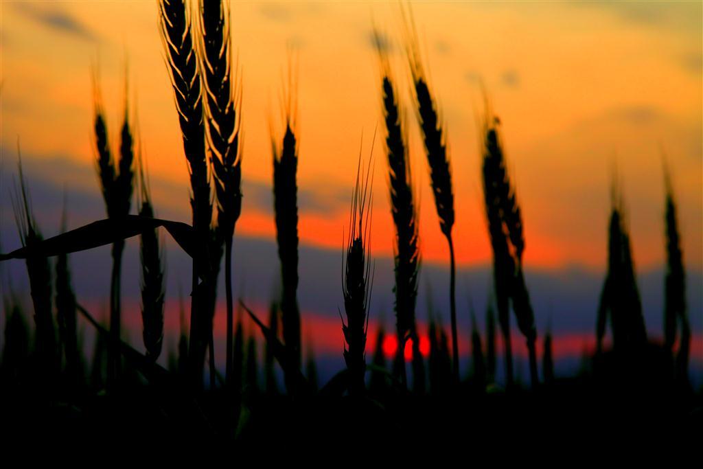 麦と夕日
