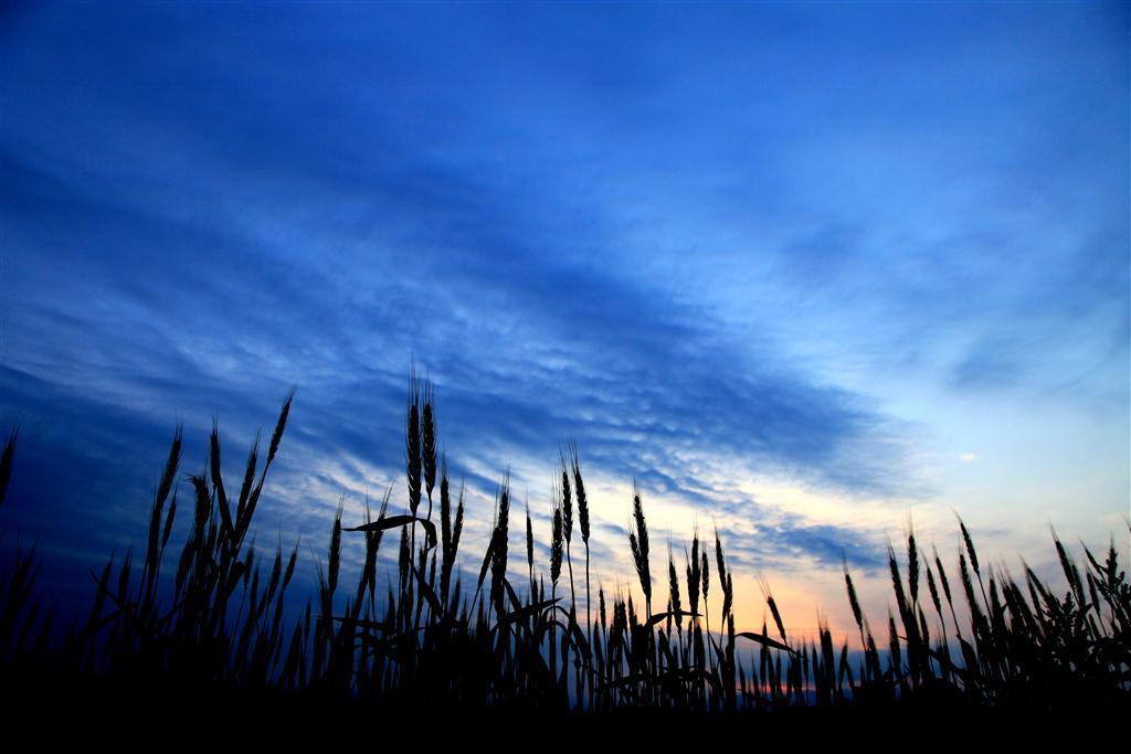 麦畑と空