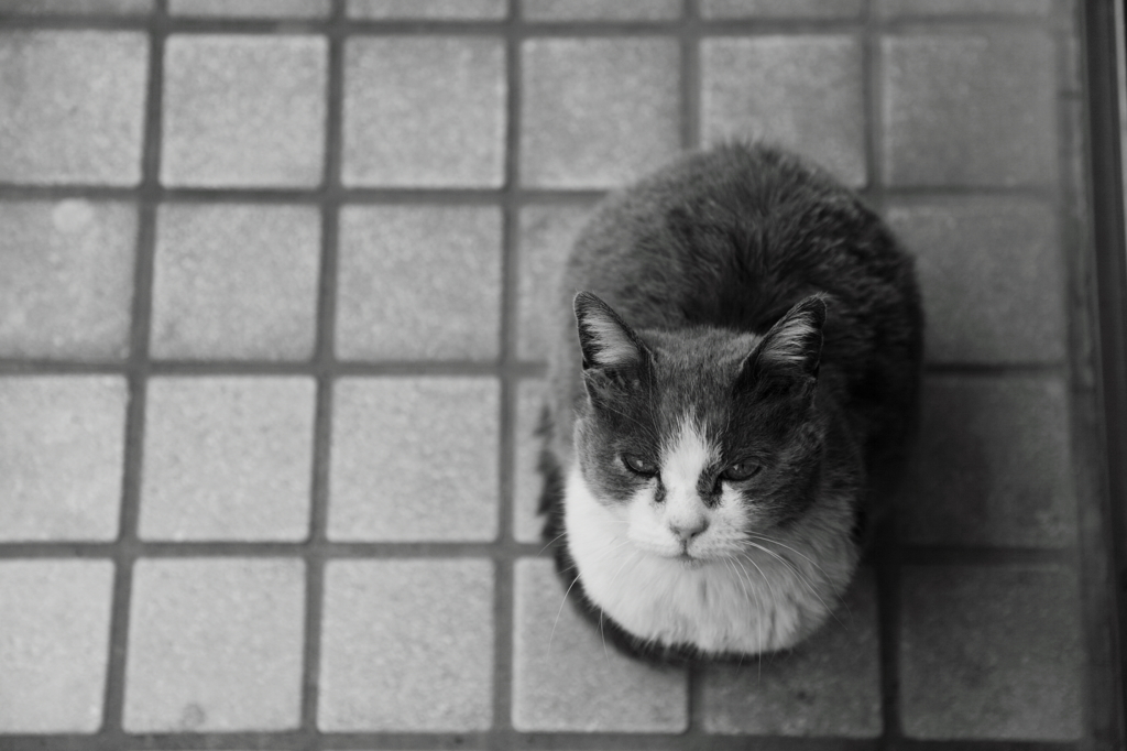 猫