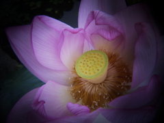 蓮花