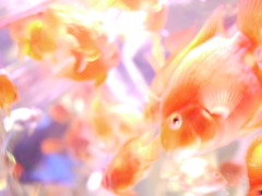 空気遊泳