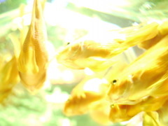 柔らかな水