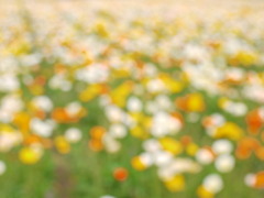 花花