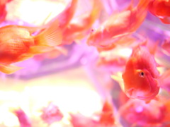 妖艶な水