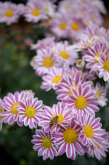 DT 30mm F2.8 Macro SAM SAL30M28　試写