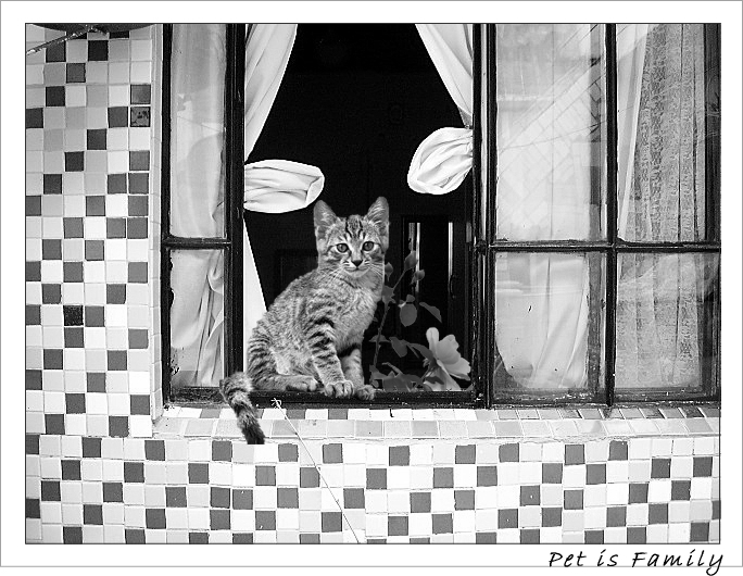 窓に立つ小猫