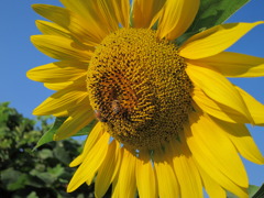 夏の密