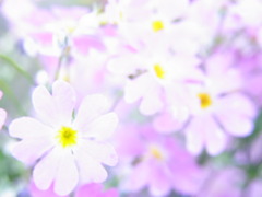サクラソウの輝き