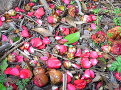 落ち花