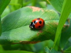 テントウ虫