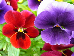 花