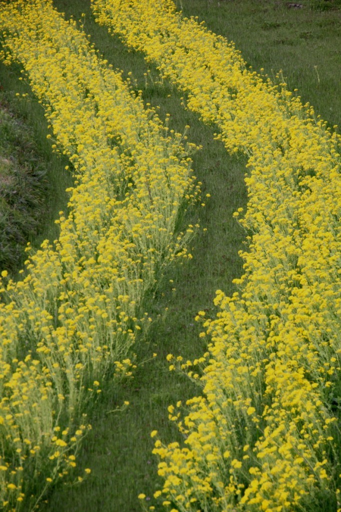 菜の花畑
