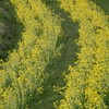 菜の花畑