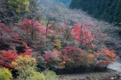 湖岸の秋