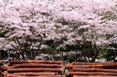 春爛漫