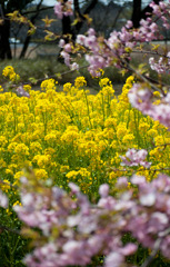 菜の花