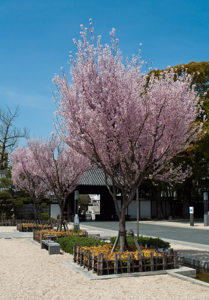 徳川園の桜