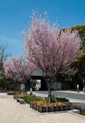 徳川園の桜