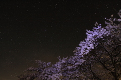 想い出の桜星