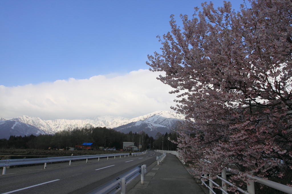 春が行く道