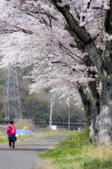 桜の下を