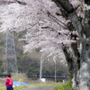 桜の下を