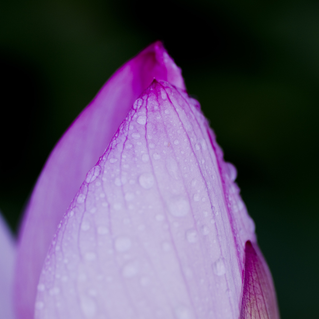 a waterdropｓ＃30