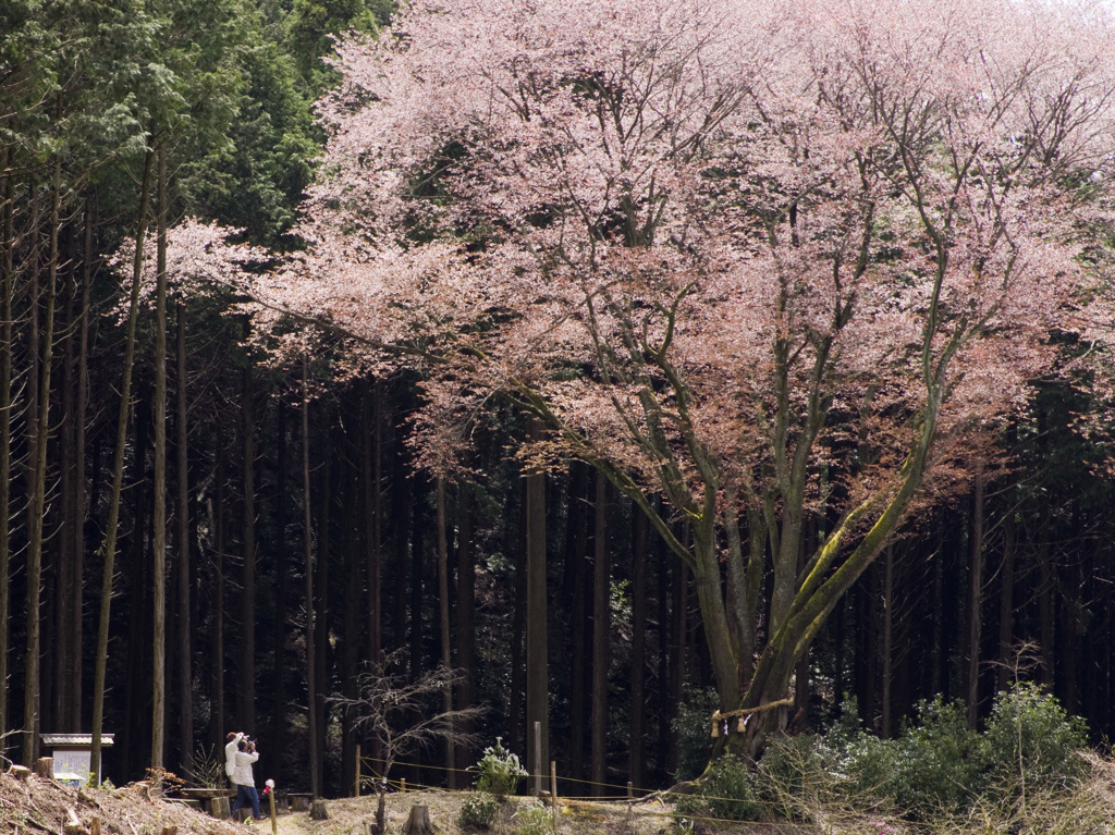 じいさんと桜　（房姫桜）