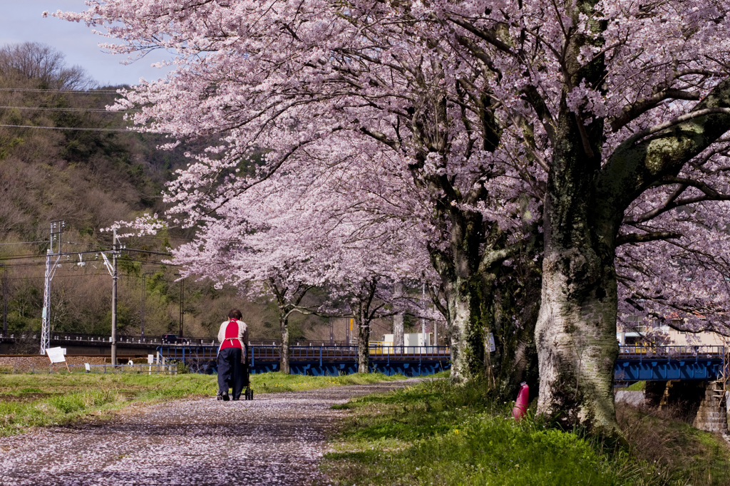 ばあちゃんと桜