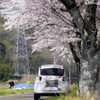 桜スバル