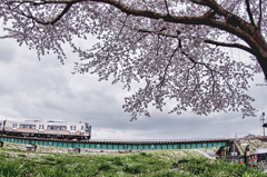 さくら　鉄橋　曇り空