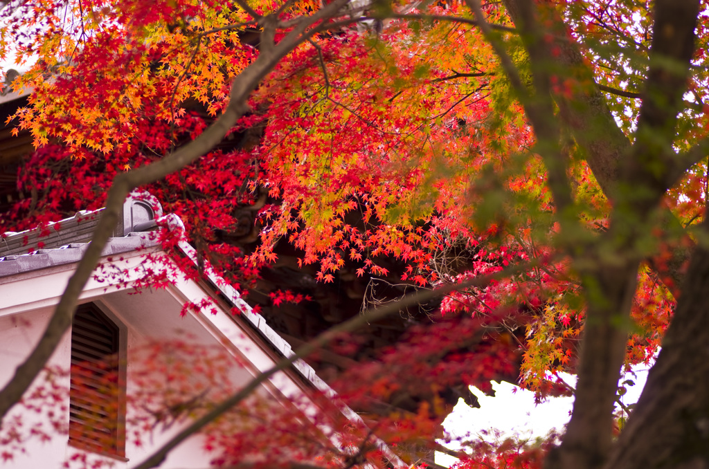 白と紅