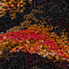 紅と闇