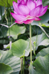 ハスモカエルモ・・