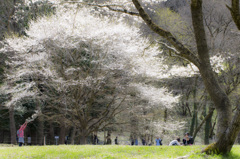 桜輝く