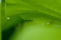 a waterdrops＃50