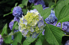 雨間の紫陽花