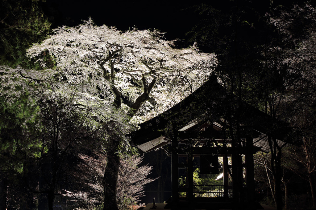 夜に浮かぶ桜