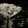 夜に浮かぶ桜