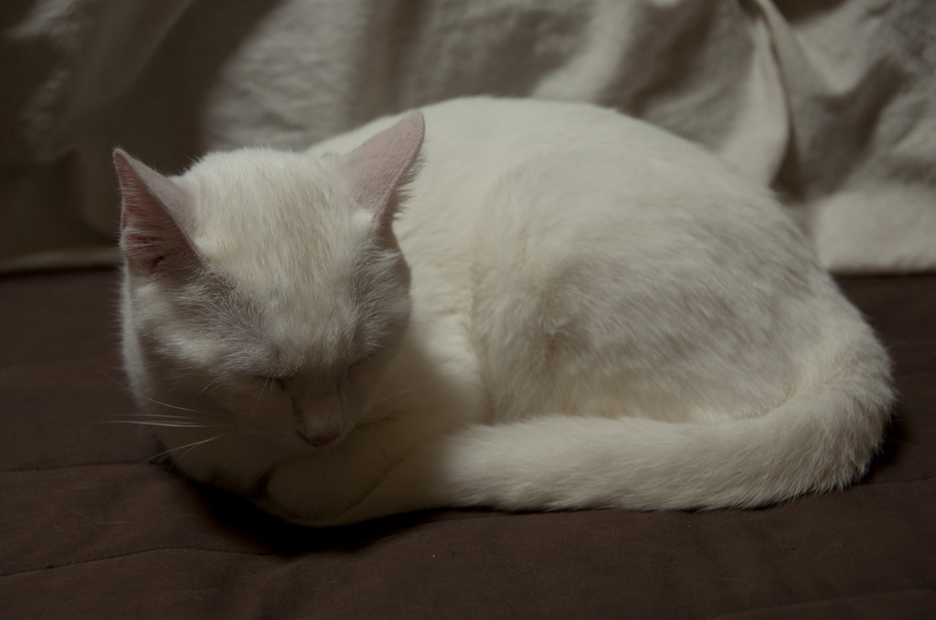 猫