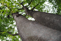木登り