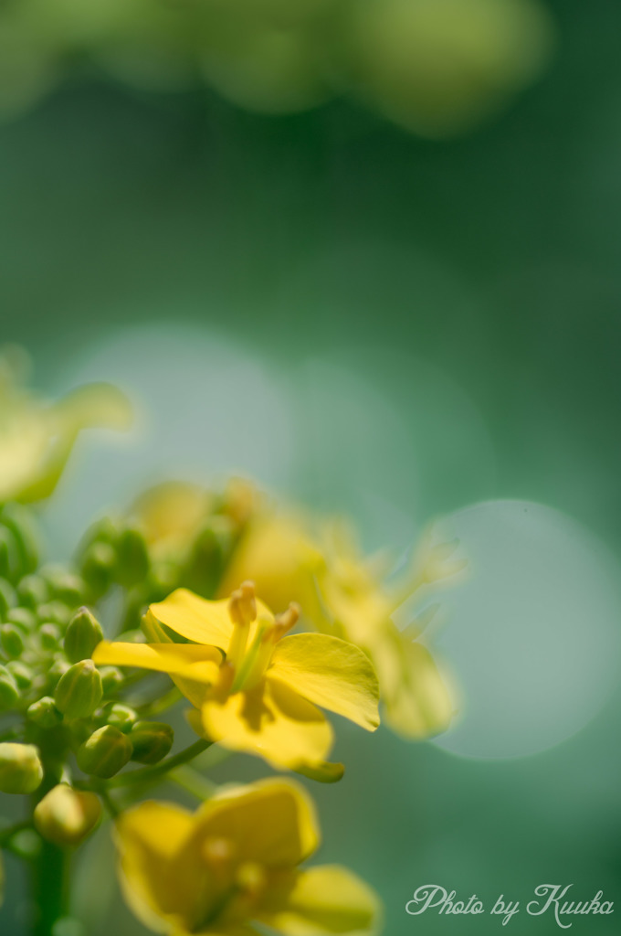 菜の花