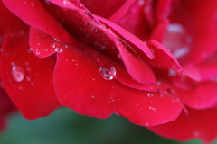 雨の薔薇