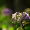 紫陽花